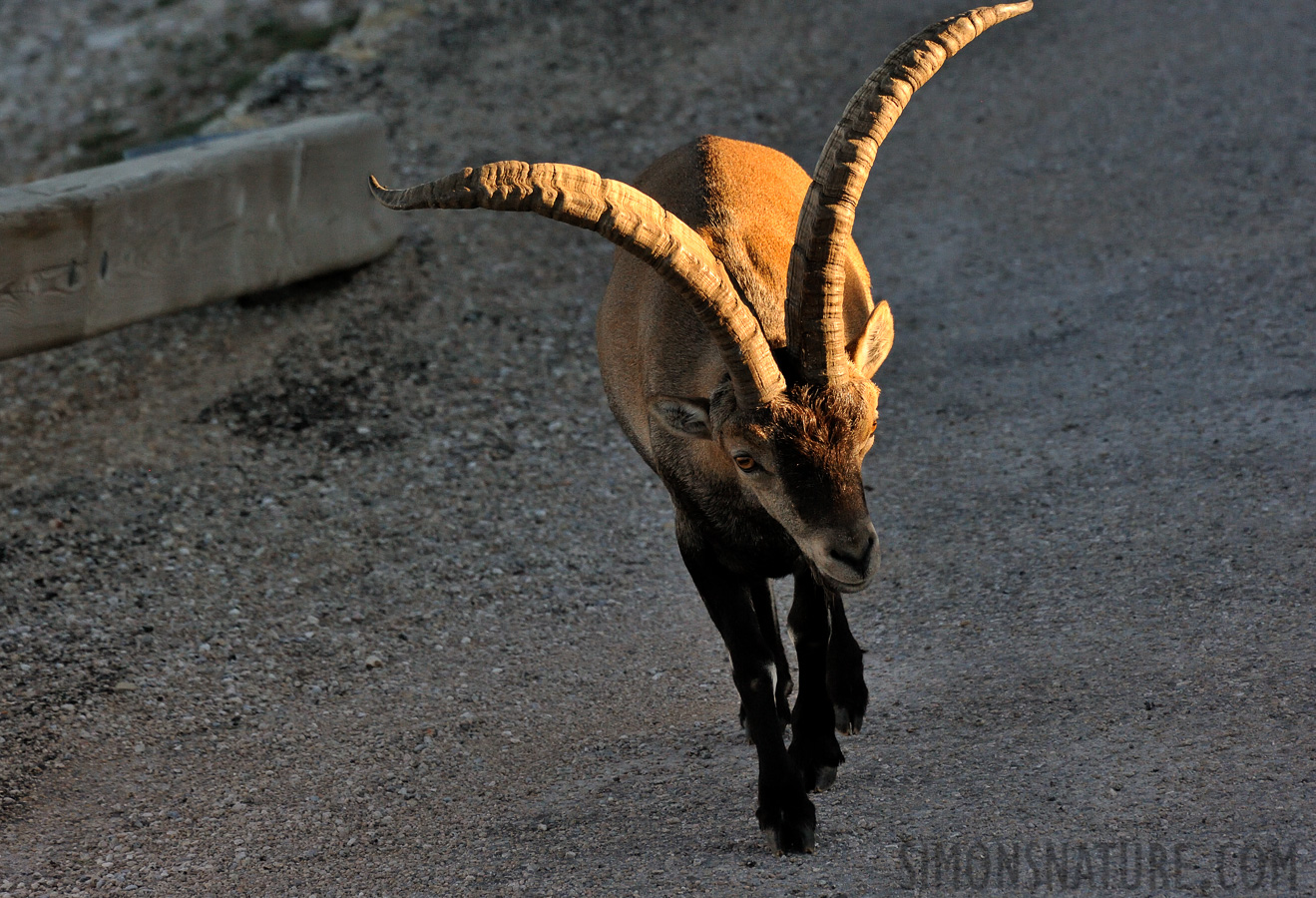 Capra pyrenaica hispanica [550 mm, 1/1250 sec at f / 10, ISO 3200]